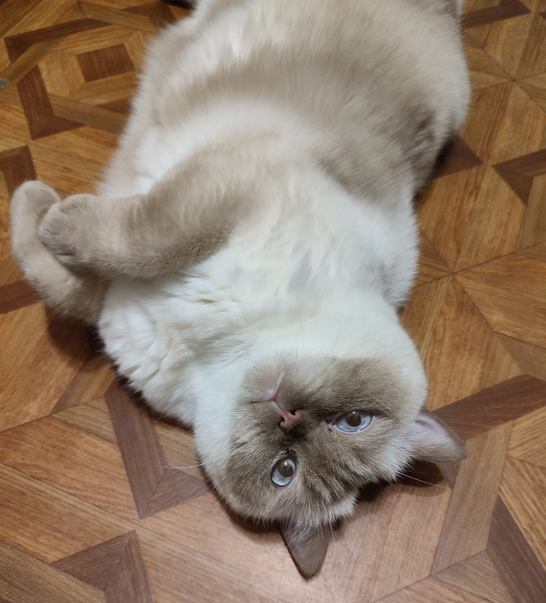 Вот только Шакира может себе позволить сложить лапки, но не я😂