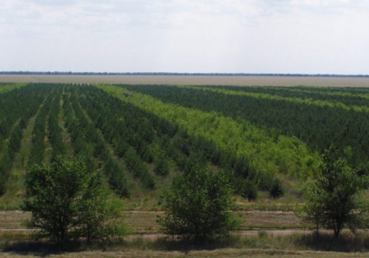 фото: комитет природных ресурсов, лесного хозяйства и экологии