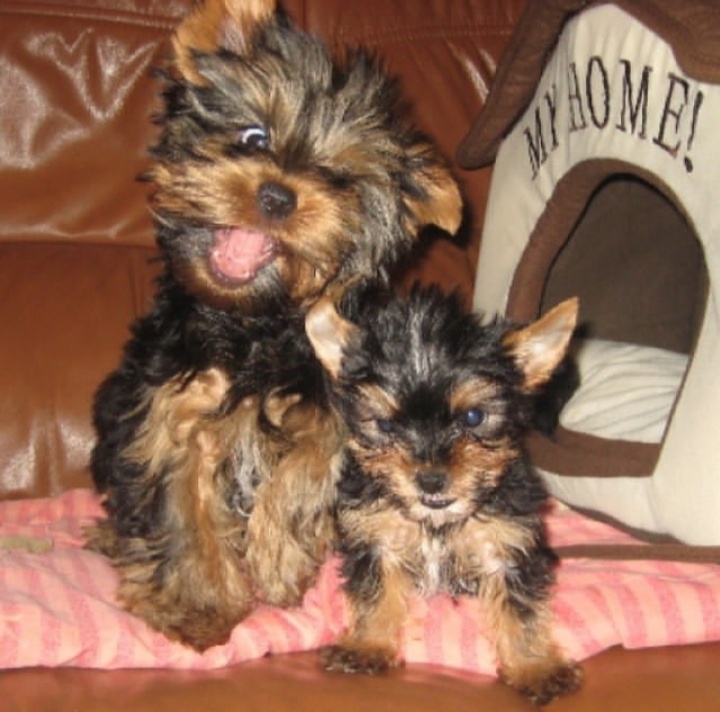 Две половинки одного любящего сердца 💘💘