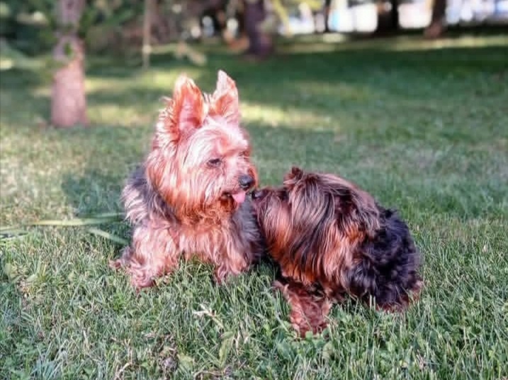 В глазах друг друга они видели целый мир. 