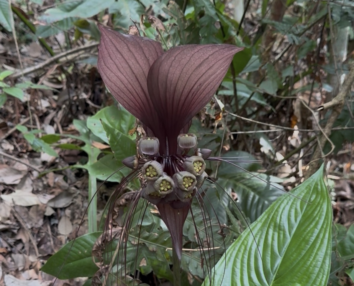 Красивая такка - Черная Летучая Мышь