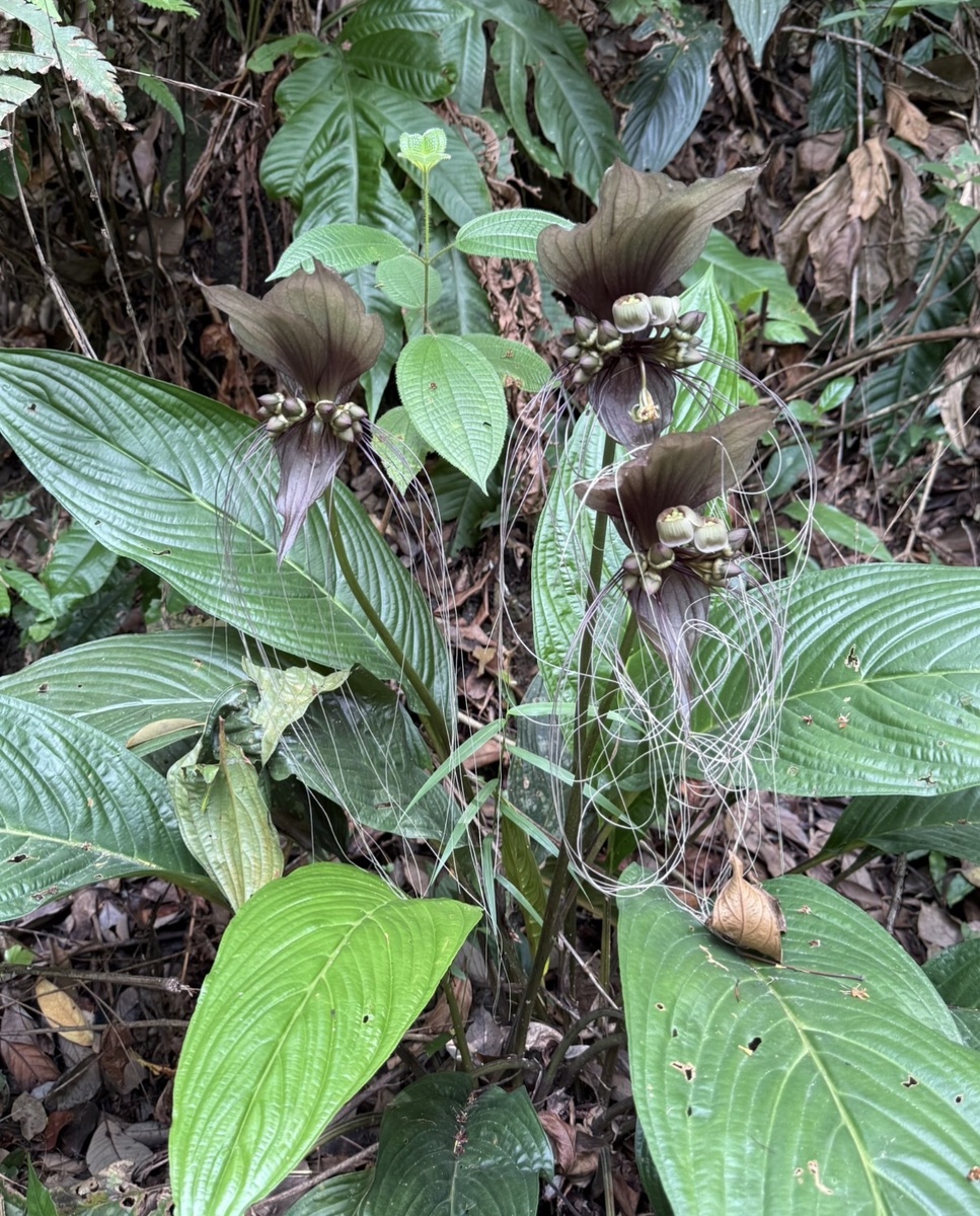 Три цветка на одном растении