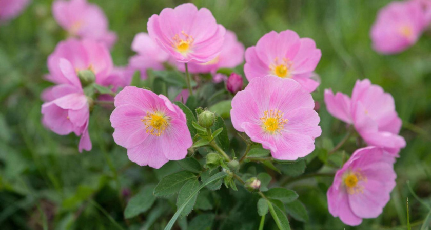    нейросеть shedevrum