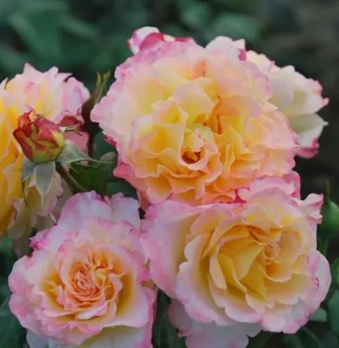 Роза "Акварель"