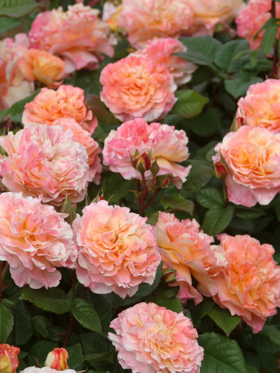 Роза "Августа-Луиза"