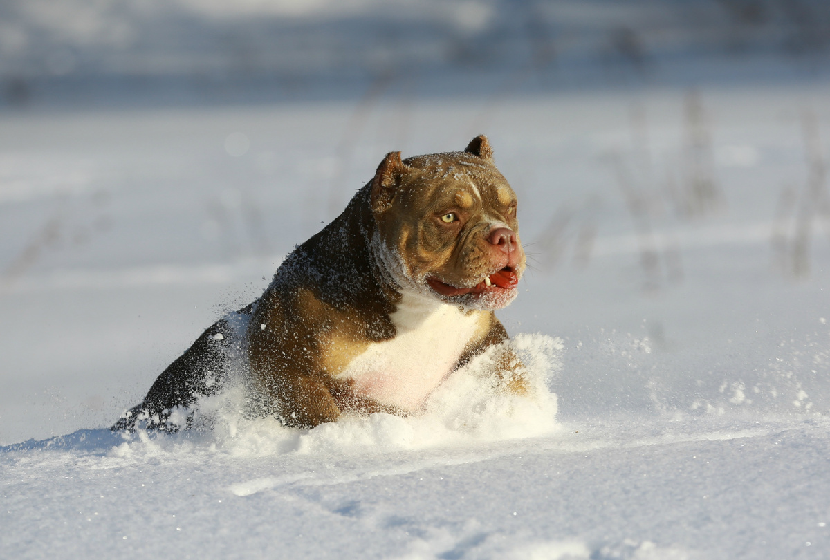 Американский булли Cloud9Kennelz Candy Girl  (импорт USA) 