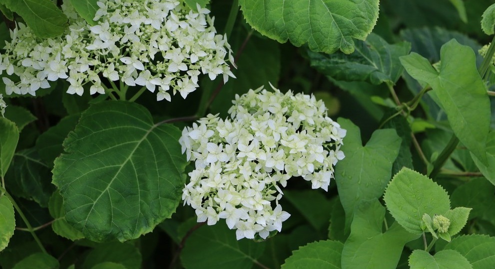 Обрезал метельчатую гортензию после 4 лет роста. Побеги как стволы