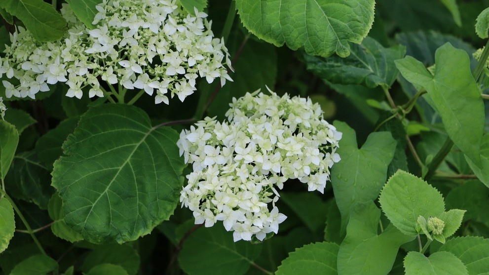 Мои гортензии после 4 лет роста