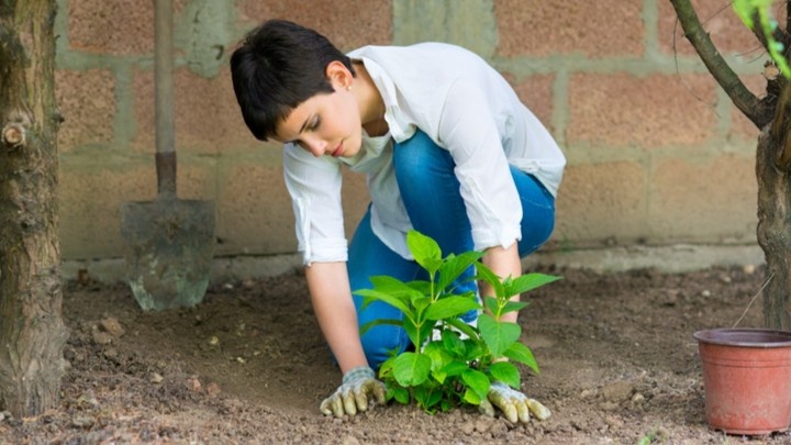 Так выглядит куст в первые два года — резать его нельзя
