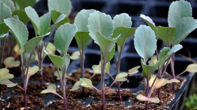 Здоровая рассада капусты через 30 дней после всходов — ни одного упавшего растения
