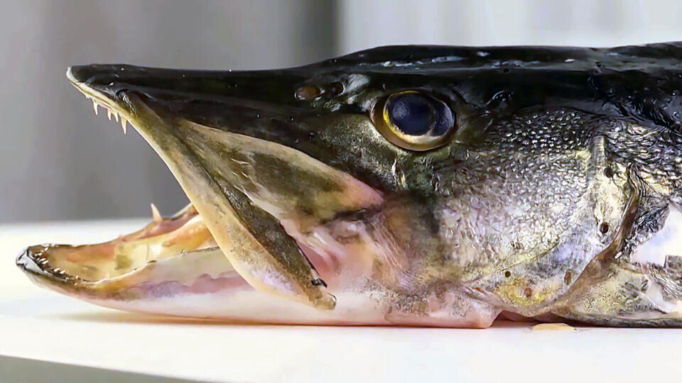 Фото: © Кадр из программы "Загадки человечества", РЕН ТВ