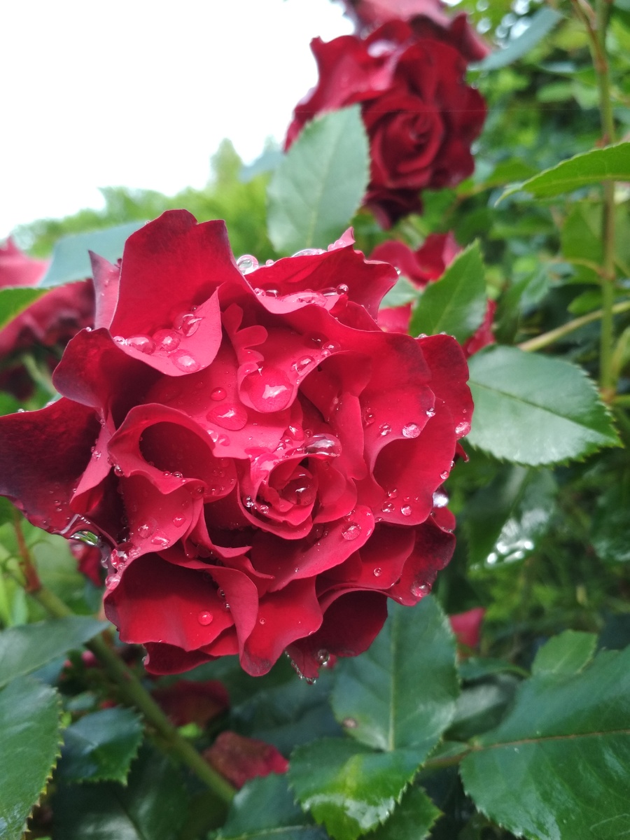 Чайно-гибридный сорт Hommage a Barbara (Оммаж о Барбара), селекция Delbard