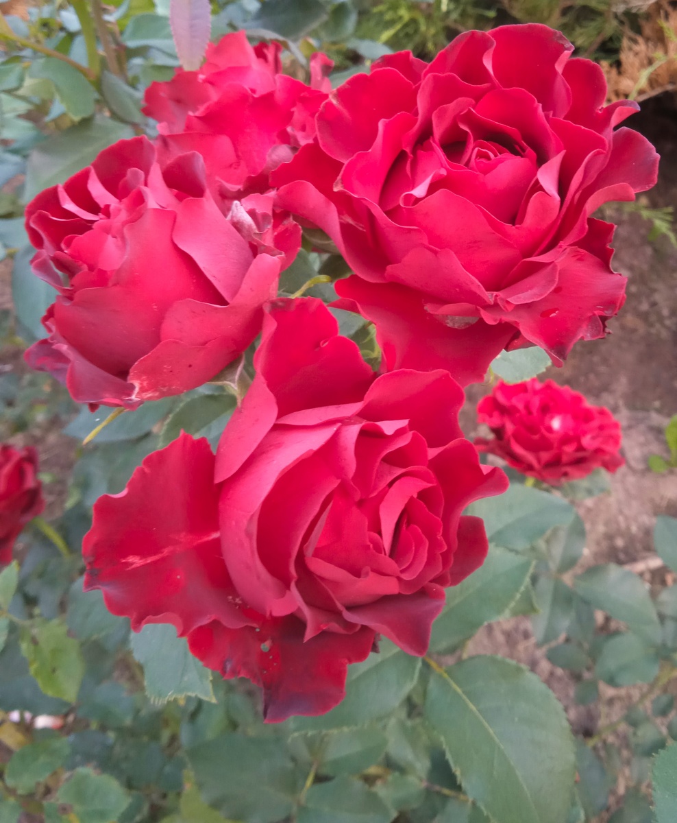 Чайно-гибридный сорт Hommage a Barbara (Оммаж о Барбара), селекция Delbard