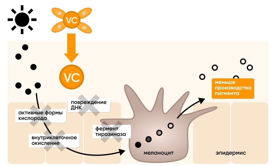 Пигментация и витамин С: как это работает на уровне кожи