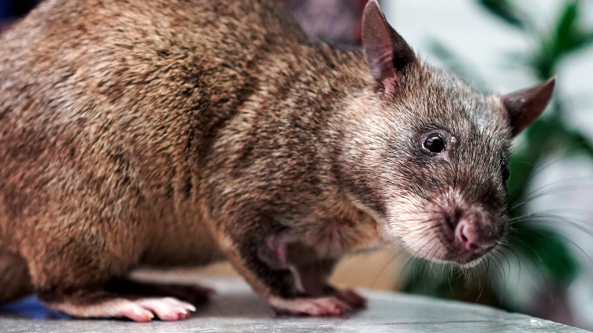    Гигантская крыса Гамби РИА