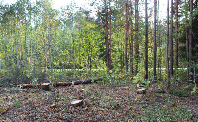    © Надежда Цветкова / Baltphoto