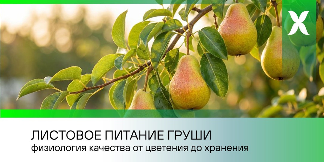 Листовое питание груши: физиология качества от начала цветения до хранения