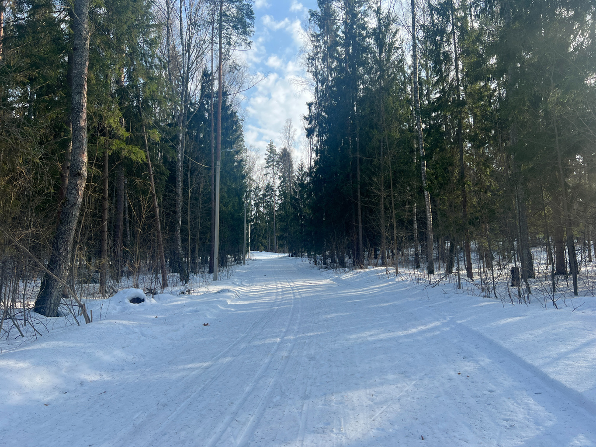 Лыжная трасса в лесу.12.03.26