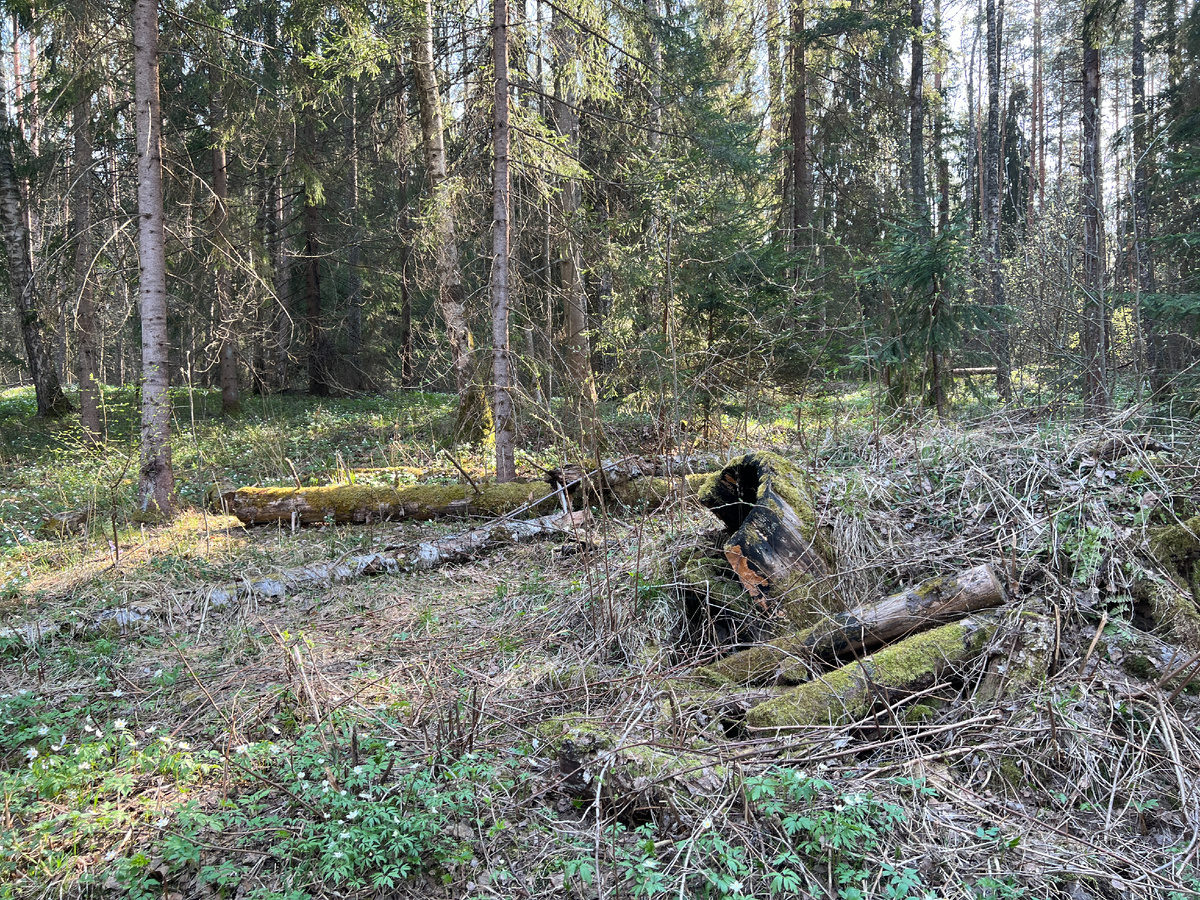 Древесные остатки после расчистки 