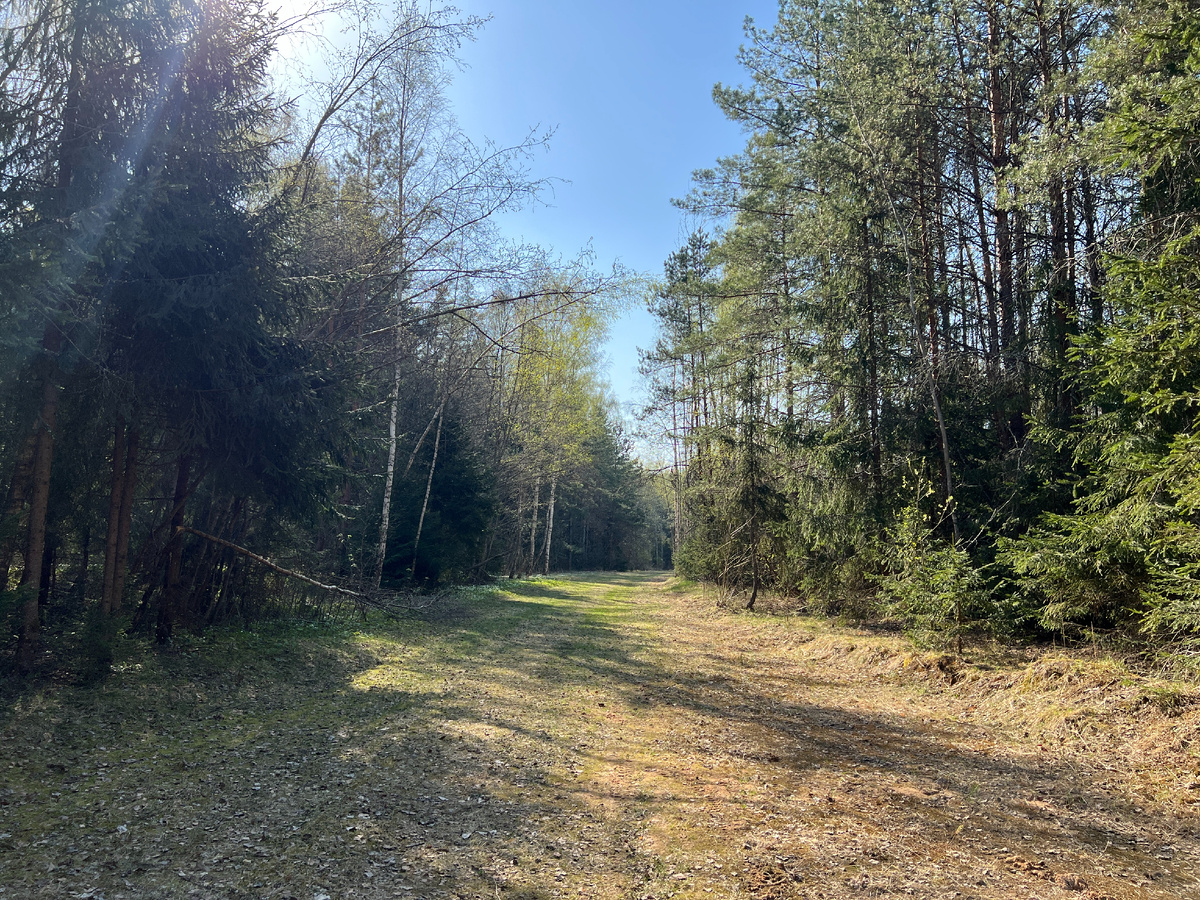 Весна 2025, так выглядит лыжная трасса без снега. Еще есть лыжероллерные участки, они заасфальтированы, гладкие и ровные .