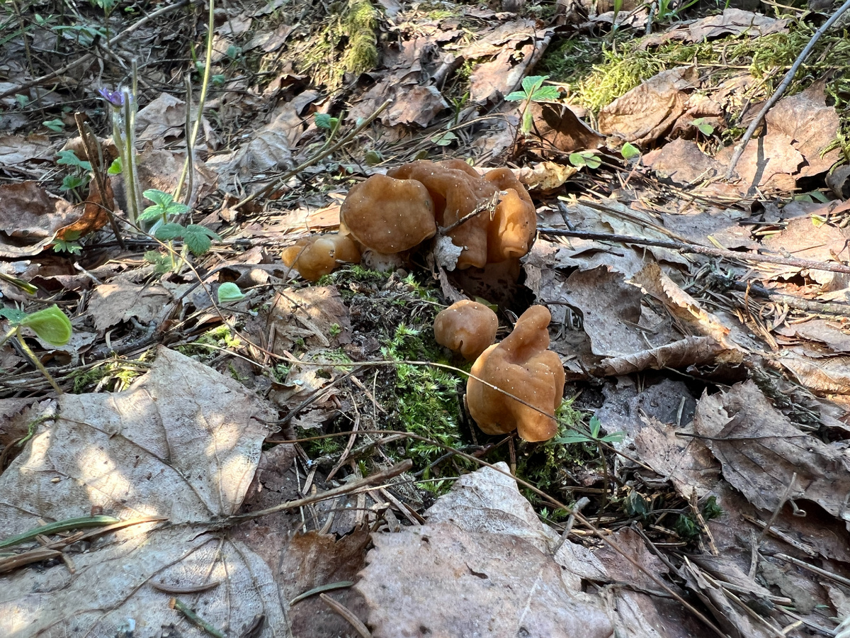 На них обязаательно вырастают строчки гигантские. Больше или меньше, но всегда можно найти. Сезон -2025