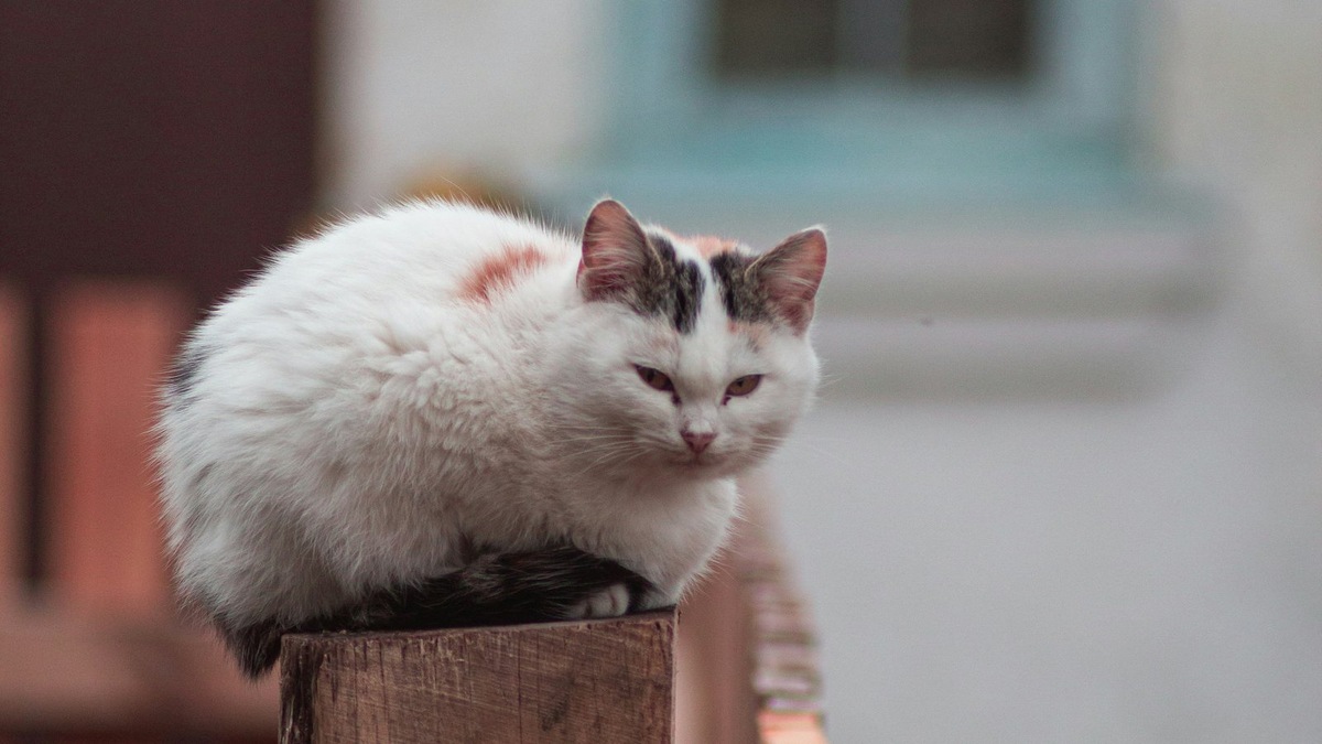    Преодоление стереотипов о питомцах из приютов — один из шагов к сокращению числа бездомных животных