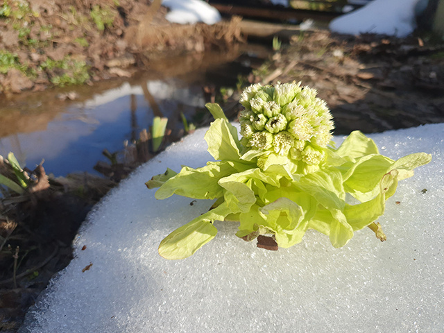 В Тверском ботаническом саду из-под снега пробились «японские» цветы