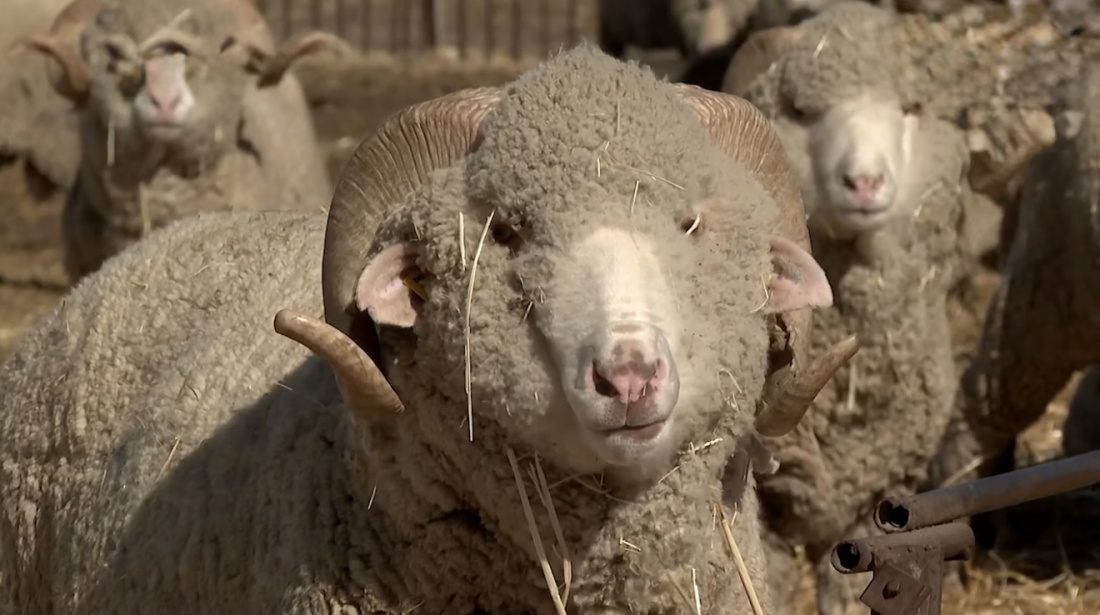 Источник: Минсельхоз Херсонской области