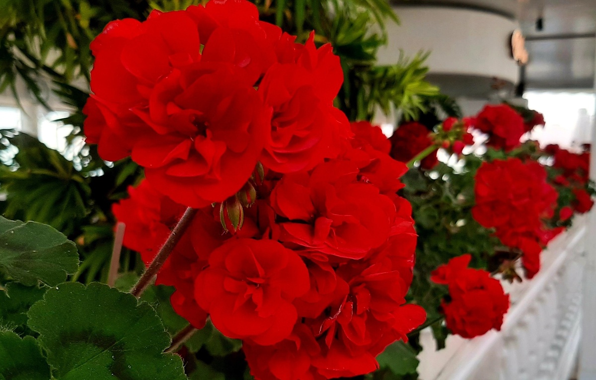 Пеларгония, июнь. Фото из архива.