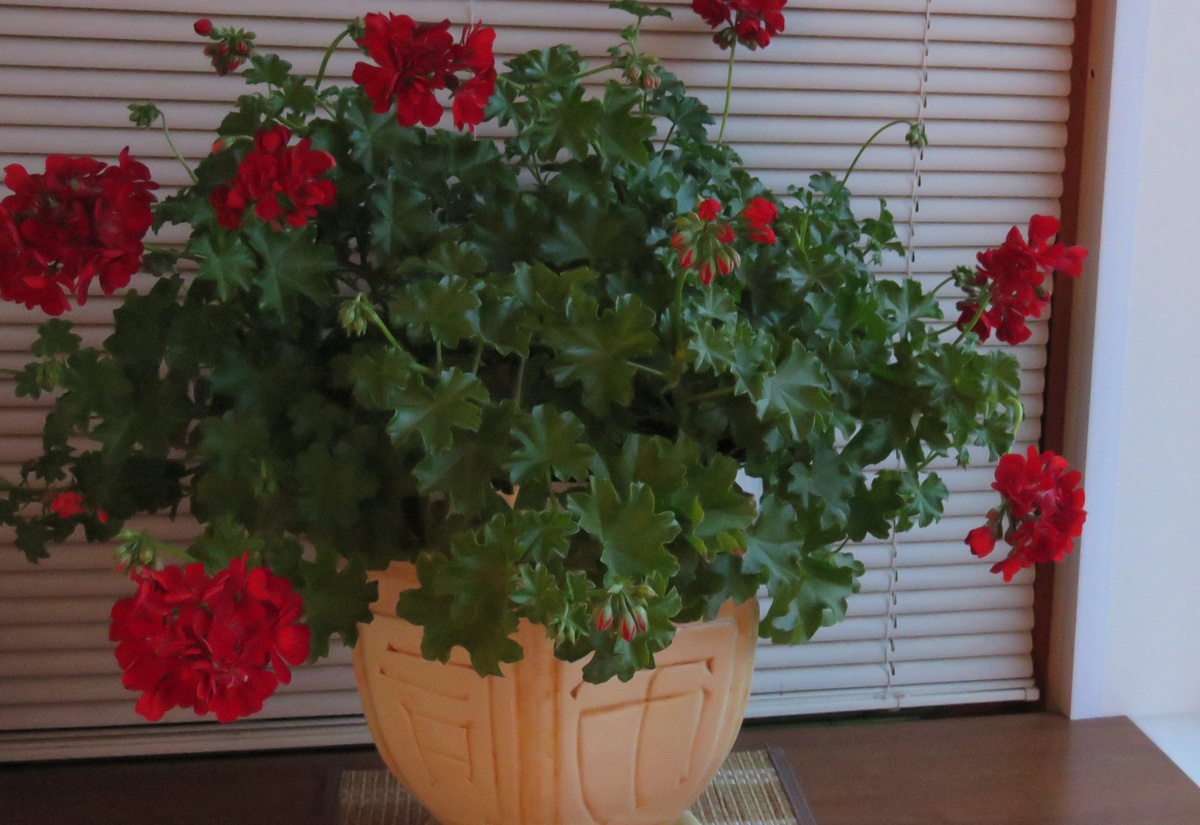 Пеларгония ампельная. Май. Фото из архива