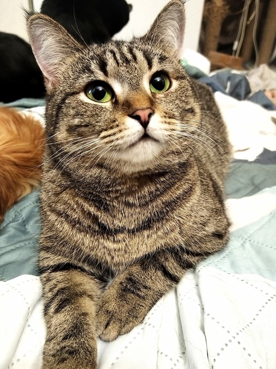 Глазки - чистый изумруд!:)