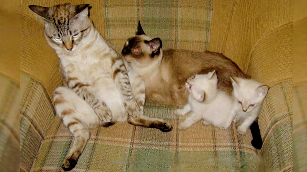 Хоть бы сходил детям мышей наловил!