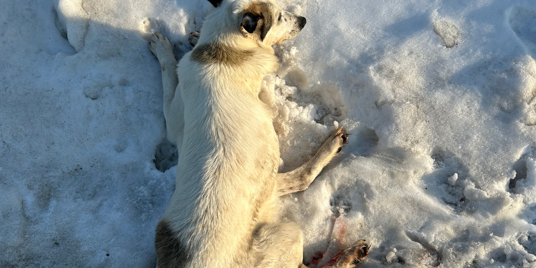 Сбитая собака несколько часов ждала помощи! Помогите пожалуйста, мы не справимся😭