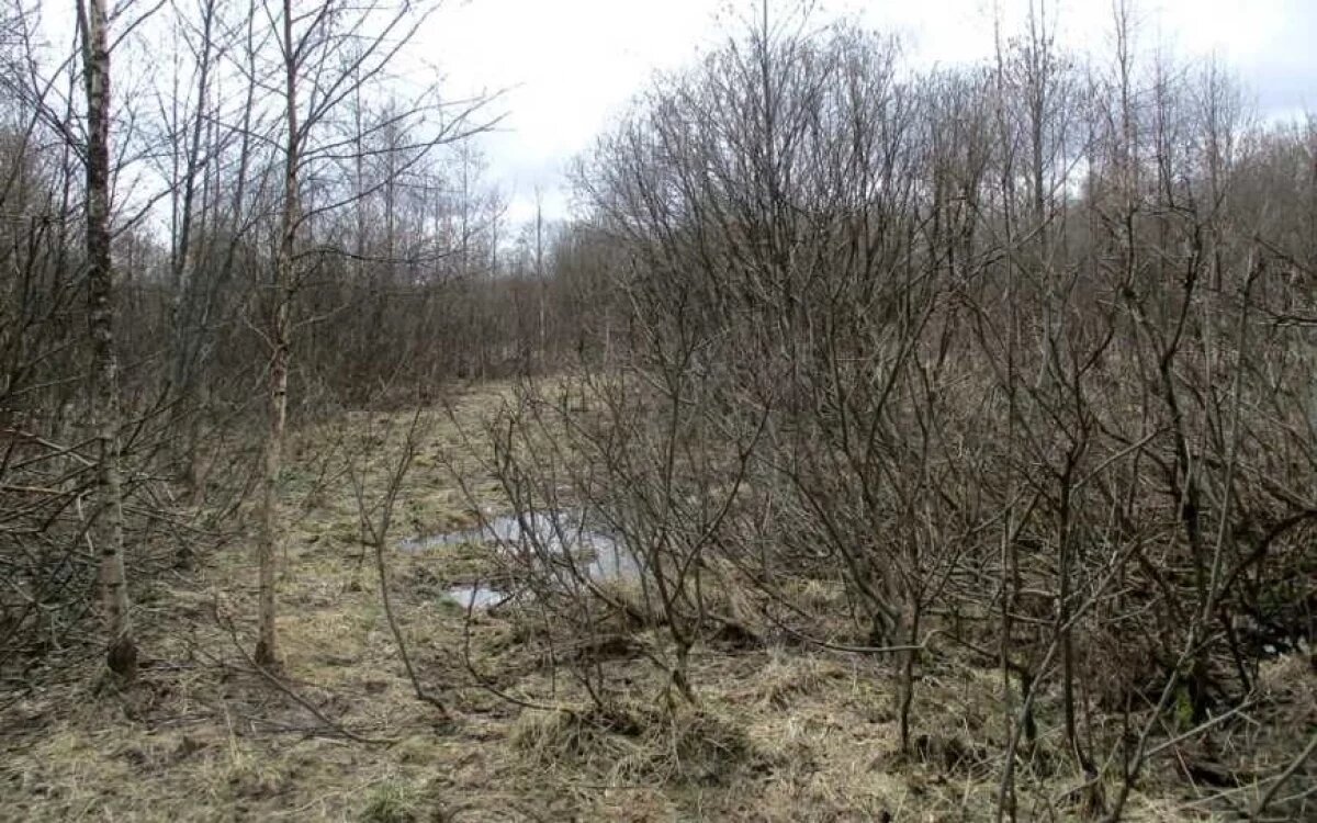    Смоленские собственники участка нарушили земельное законодательство