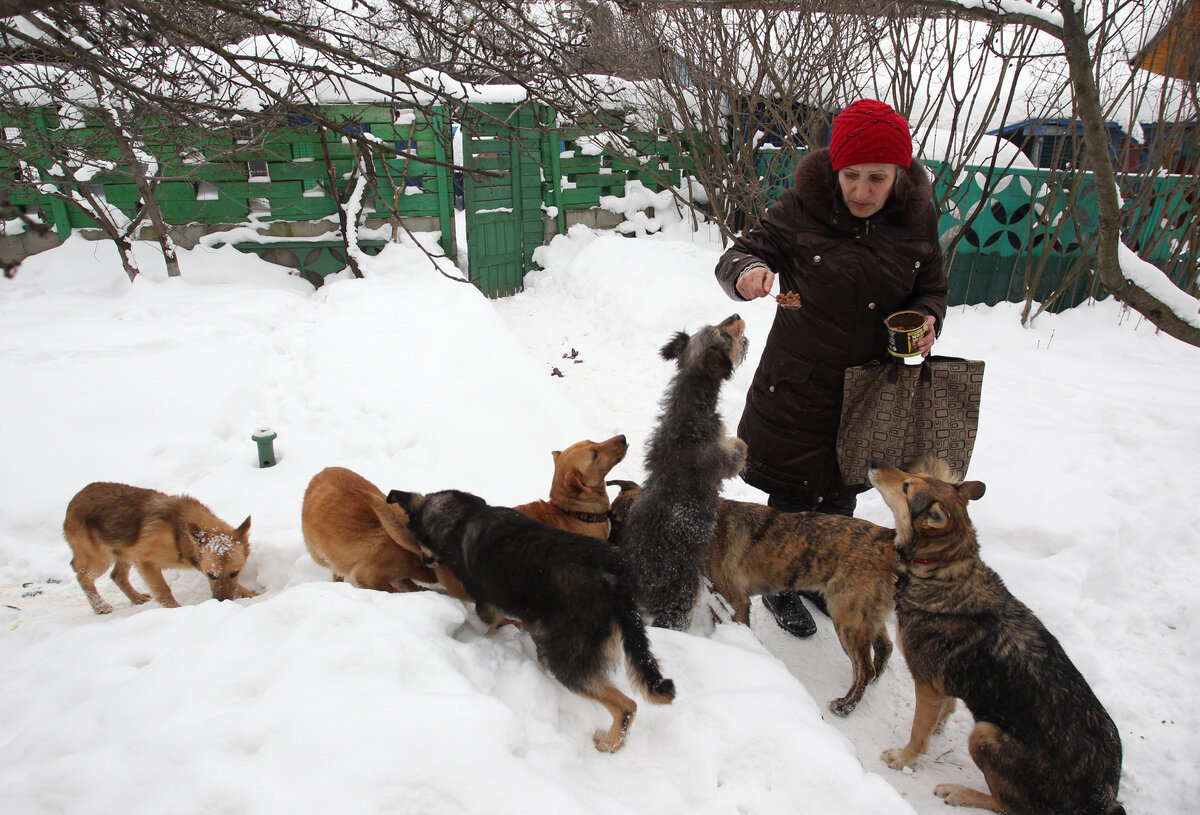 Почему подкармливают бродячих собак