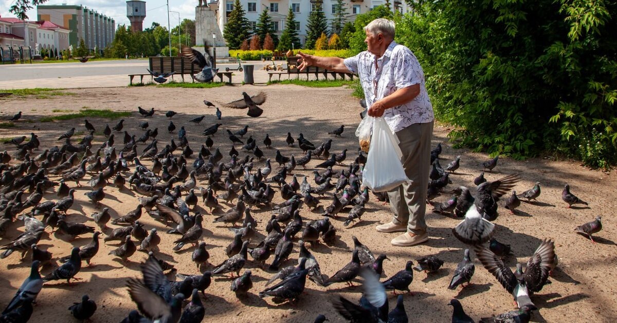 Часто уличных животных подкармливают для заботы