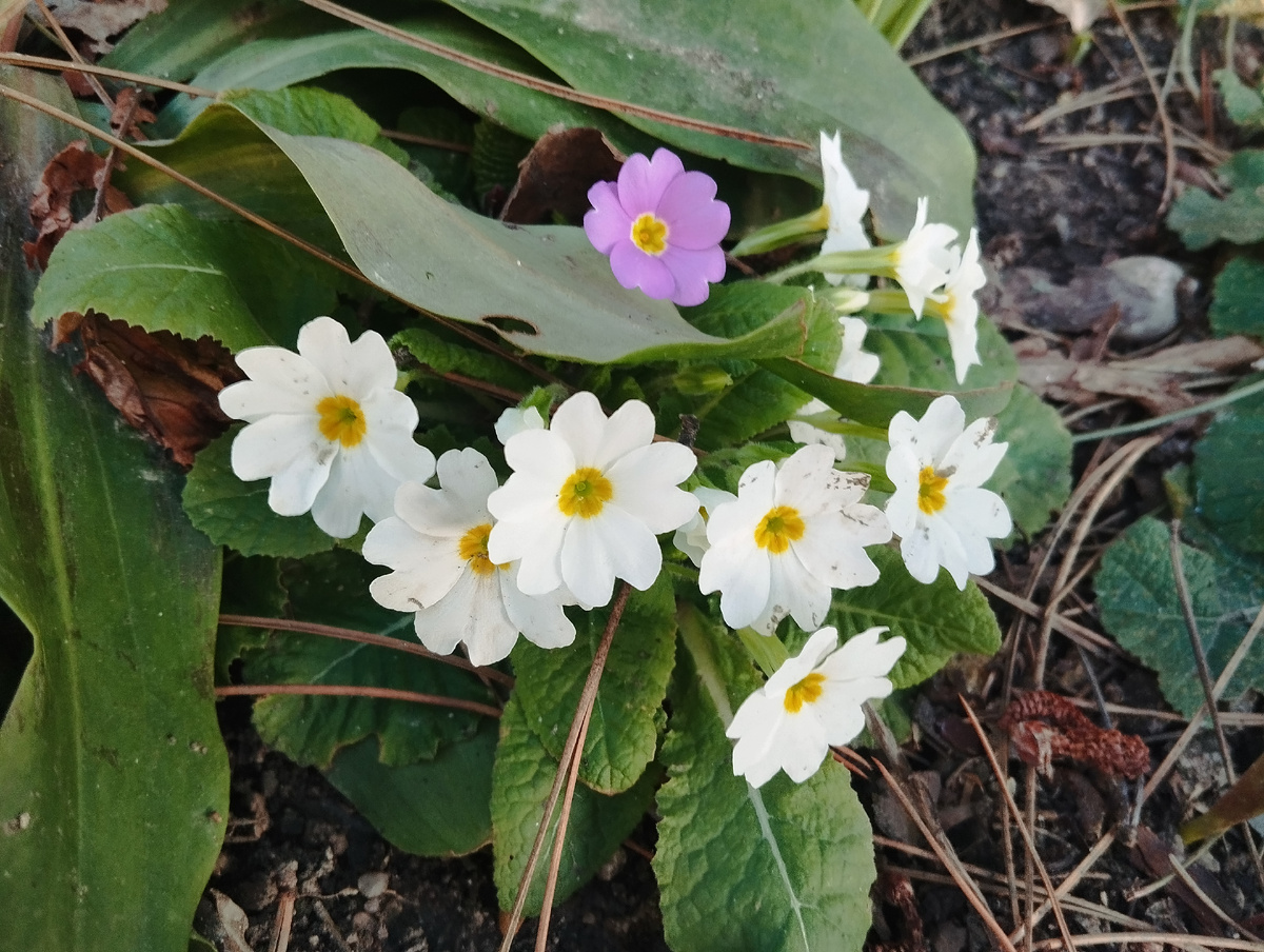 Пускай вместе с весенними цветами распускаются на устах ваших добрые улыбки
