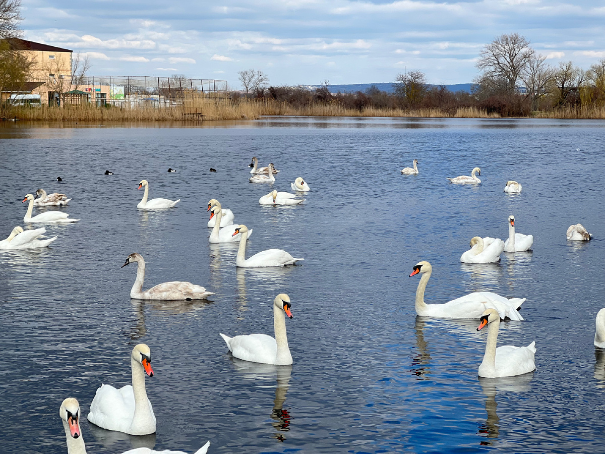 Лебедей у нас сейчас очень много и на море и на речке Анапке