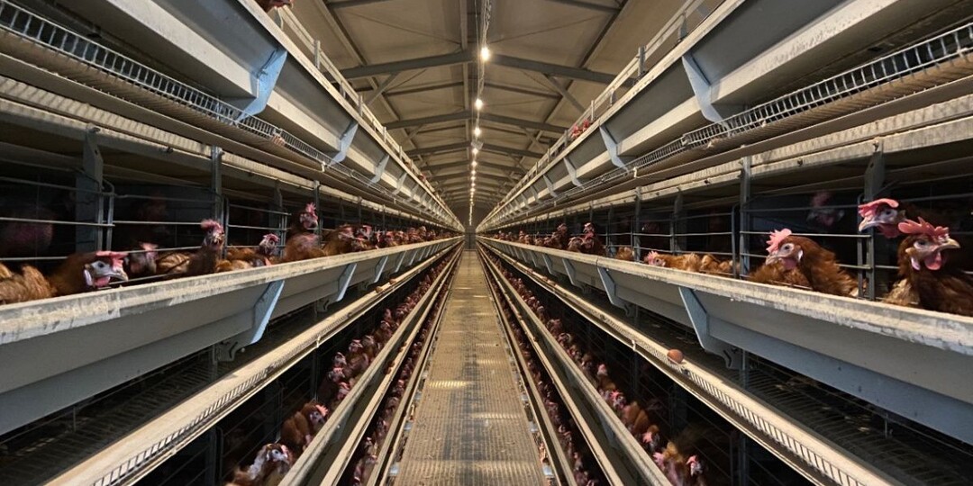 Инвесторам предложили льготное кредитование птицеводства в 2026 году