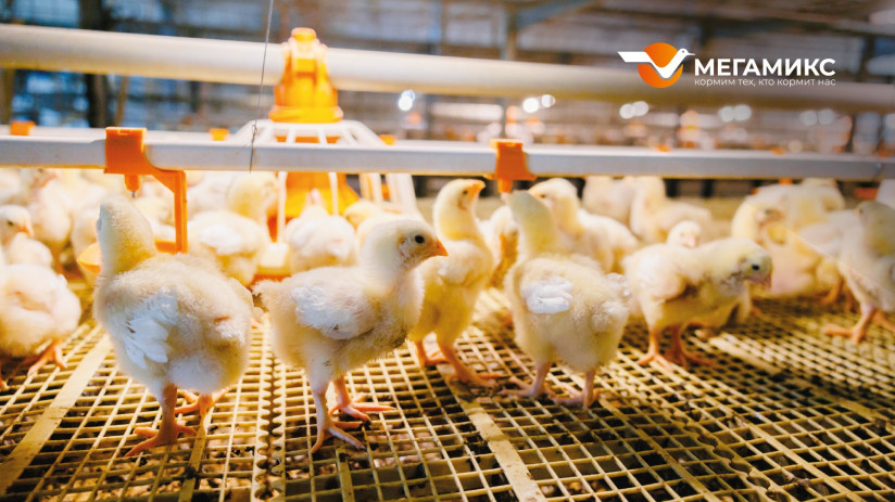 Фото: ООО «МегаЮрма», агрохолдинг «CHUVA»