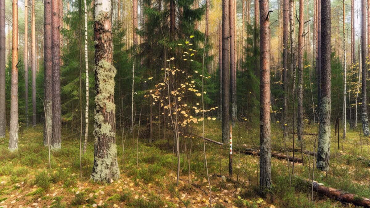    Фото - slanews.ru Елена Нижегородцева