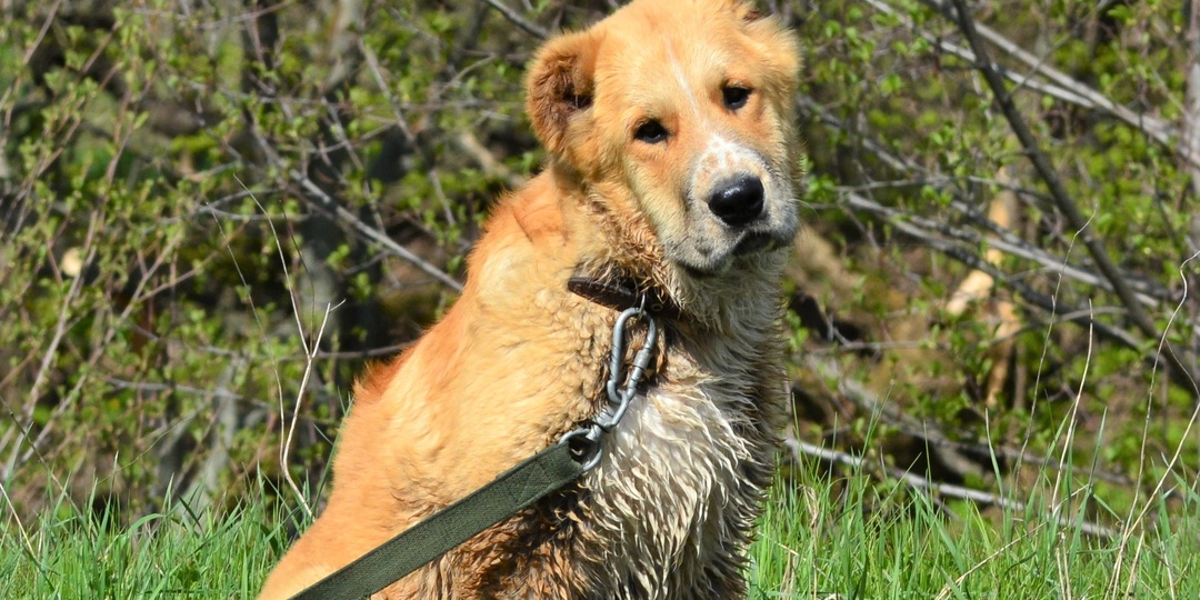 Весна пришла, клещи проснулись. Чем будем спасаться в этом году?