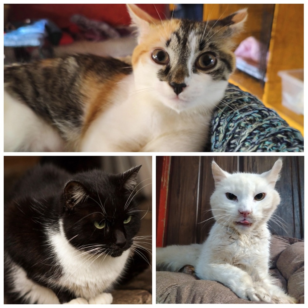 Битва за каждый вдох. На фото — не просто коты, а часы работы инфузоматов, литры физраствора и наше упрямое нежелание признавать поражение. Мы проиграли эти битвы, но не бросили "солдат" на поле боя.