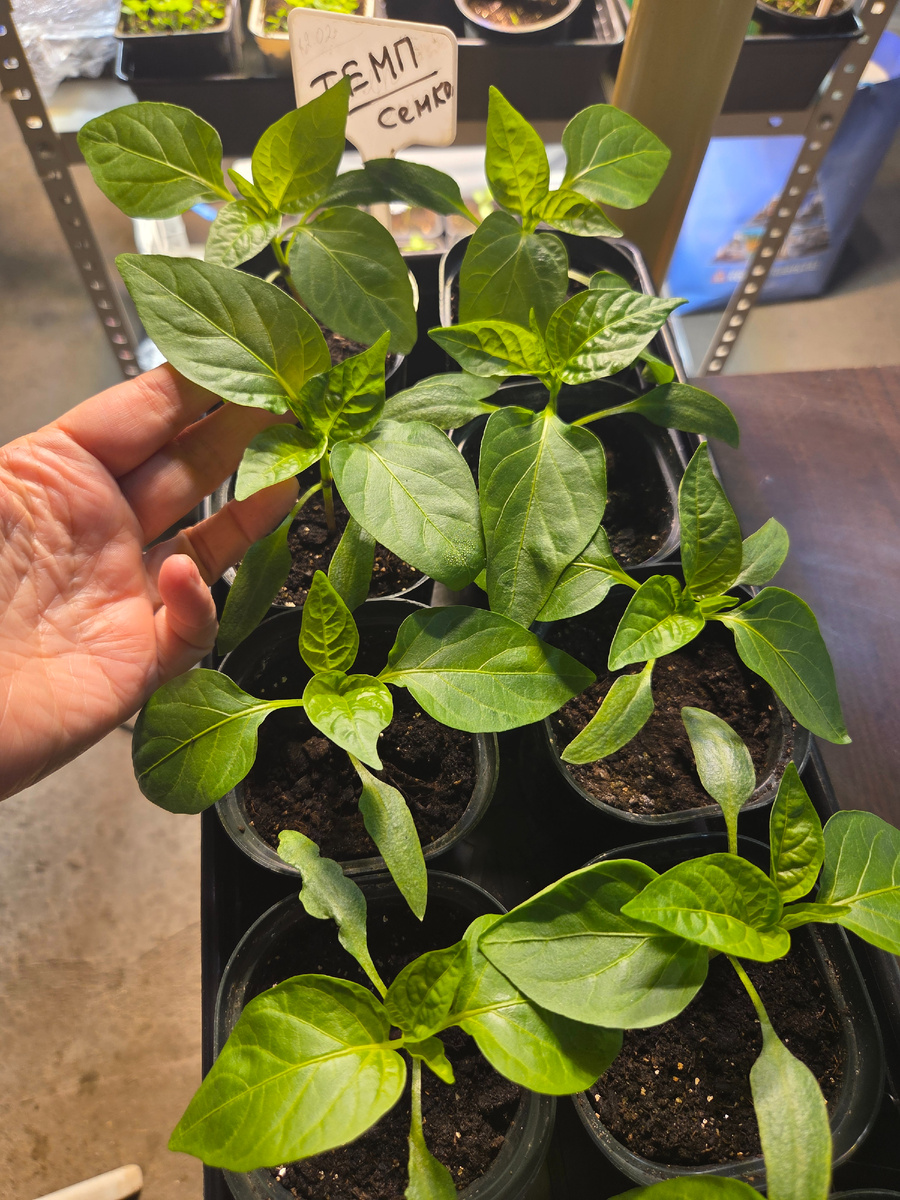 Перец сладкий Темп. Фото: Зеленая леди, сад, семья и томатный сок