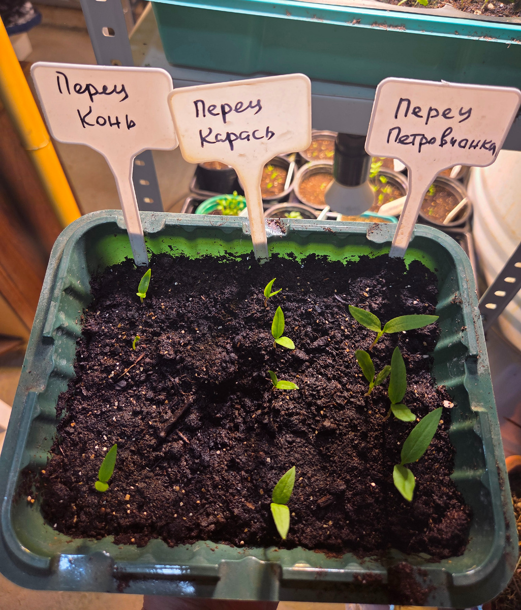 Перец сладкий трех сортов. Фото: Зеленая леди, сад, семья и томатный сок