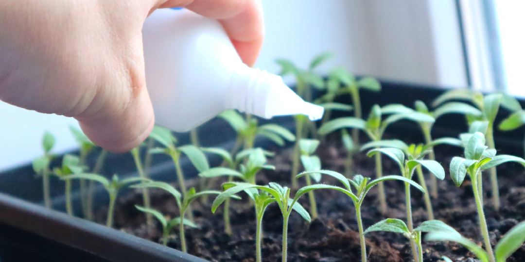 Как ухаживать за рассадой помидор после всходов? Новые секреты по уходу для крепких и приземистых растений.