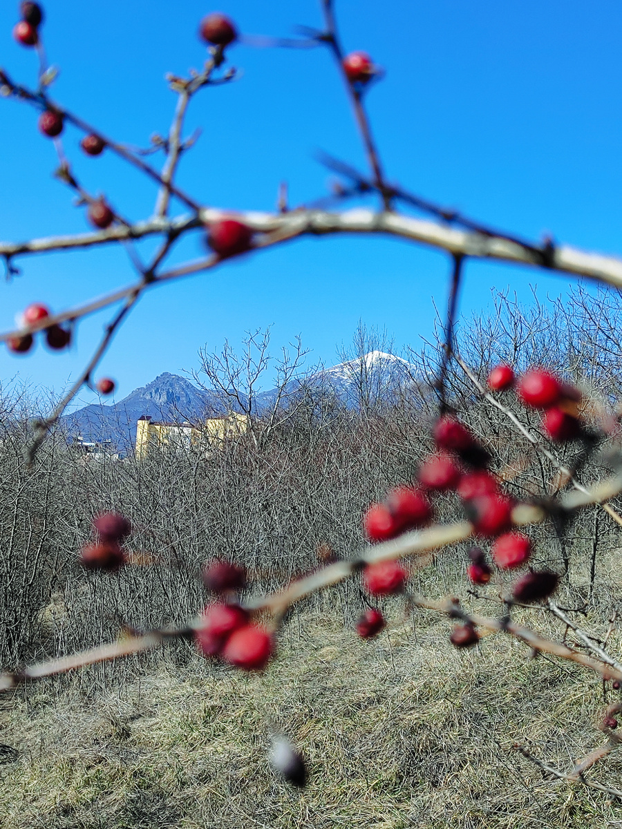 Вершина Бештау в снегу, а здесь тепло и красиво (март 2026 года)