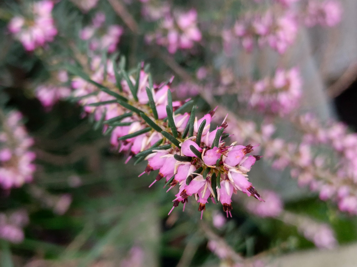 Адлер, Эрика, март 2026 года