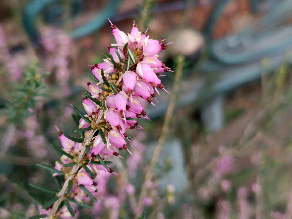 Адлер, Эрика, март 2026 года