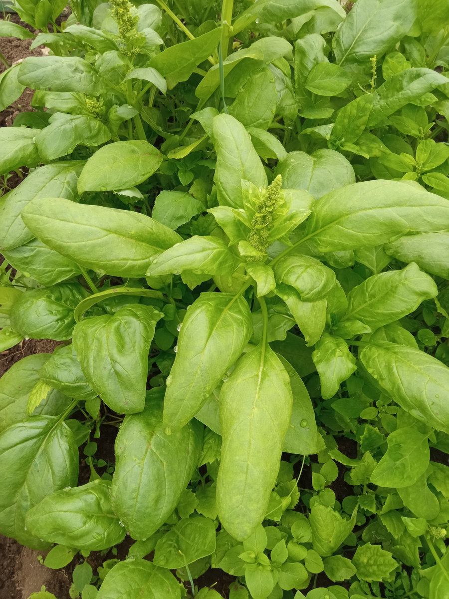 Шпинат жирнолистный. Фото автора канала "Огород для души"